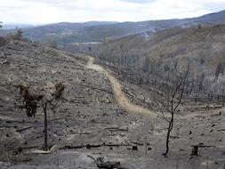 Las autoridades prevn que los incendios que estn devastando Australia dejen ms de 200 muertos  