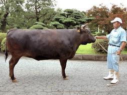 Secuencian por primera vez el genoma de una vaca