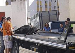 Matan a tiros a un toro suelto por las calles de Marbella despus de herir a una mujer