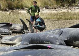 Mueren 126 ballenas varadas en las costas de Nueva Zelanda