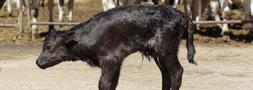 El primer toro de lidia clonado abre la puerta a los bancos de tejido de animales en extincin