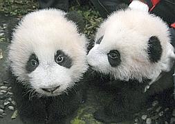 Nacen pandas gemelos en China