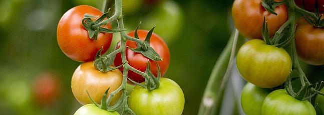 Tomates y pimientos contra el prkinson