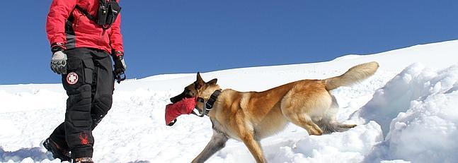 Thor, un perro al rescate en las avalanchas