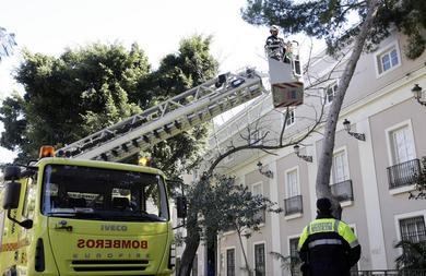 El fuerte viento derriba un rbol de 18 metros en Cdiz y provoca destrozos en la provincia