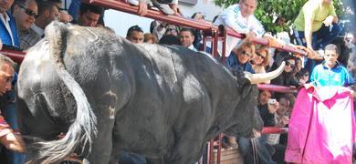 Tres heridos ms en la fiesta de los toros 'embolaos'