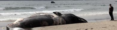 Aparece una ballena muerta en la playa de El Rinconcillo 