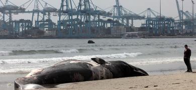 Aparece una ballena muerta en la playa de El Rinconcillo 