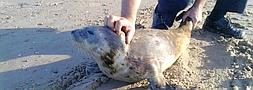 Encuentran una foca en Cortadura