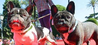 El VI Festival Canino llega con garra