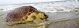 Medio Ambiente libera dos tortugas en la playa de Cortadura