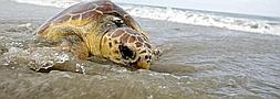 Medio Ambiente libera dos tortugas en la playa de Cortadura