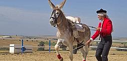 Un sevillano logra que un burro haga ejercicios de doma clsica de caballos