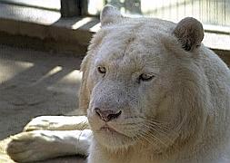 Kiyosu, el tigre blanco, en el zoo de Jerez.