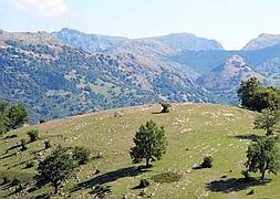 Otro ladrn que se echa al monte para ocultarse