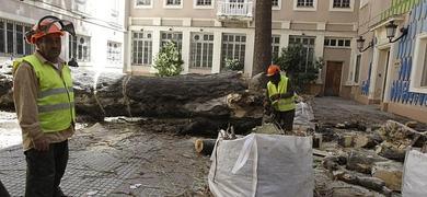 El Ayuntamiento de Cdiz trasladar algunos dragos afectados por la lluvia al parque Genovs