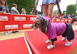 El VIII Festival Canino llena el Parque Genovs de mascotas