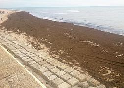 Una alfombra de algas cubre la playa de Santa Mara del Mar en Cdiz