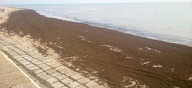 Una alfombra de algas cubre la playa de Santa Mara del Mar en Cdiz